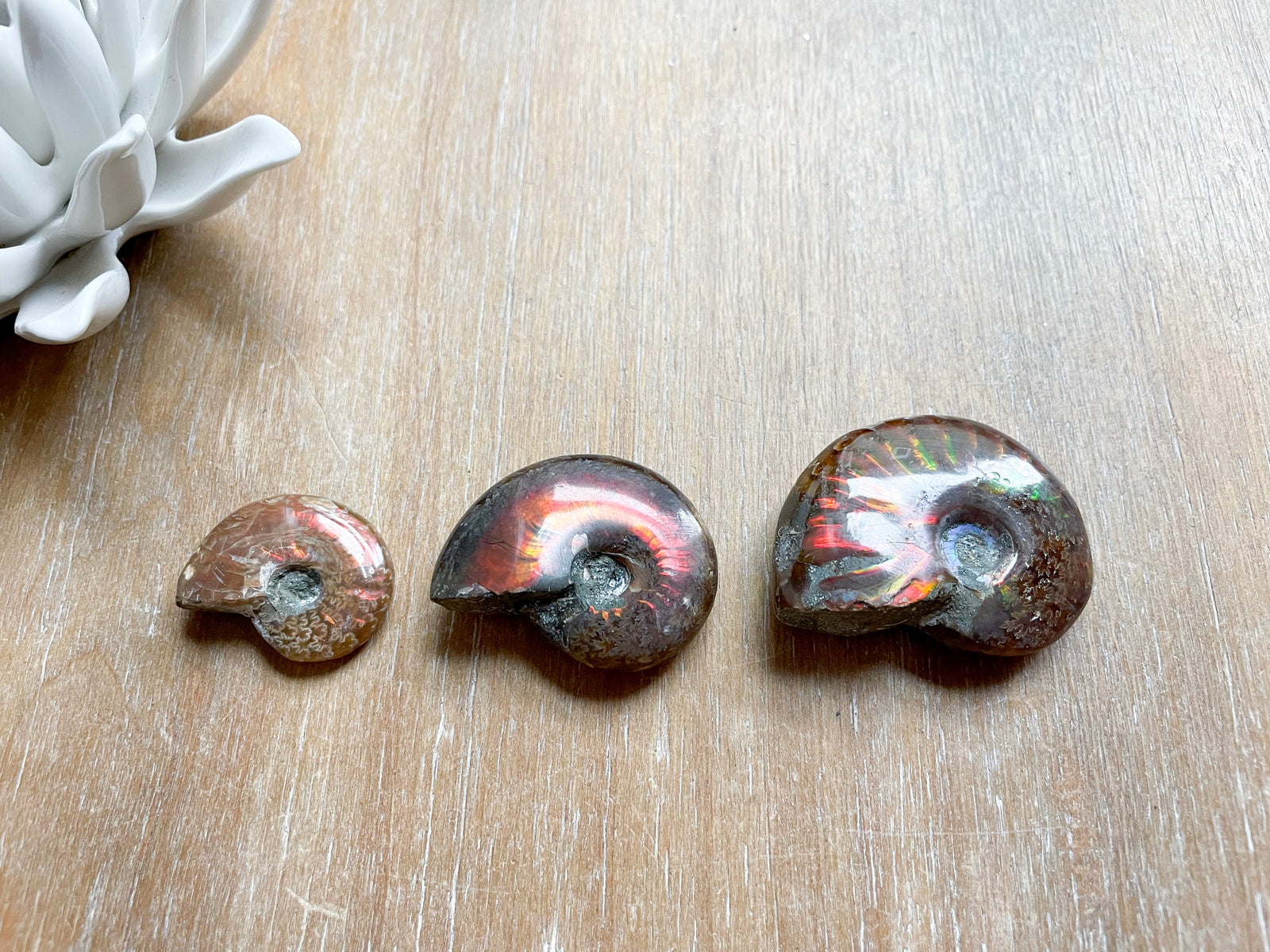 Red Flash Ammonite