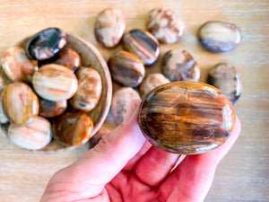 Petrified Wood Palm Stone