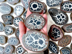 Black Septarian Nodules || Morocco