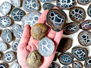 Black Septarian Nodules || Morocco