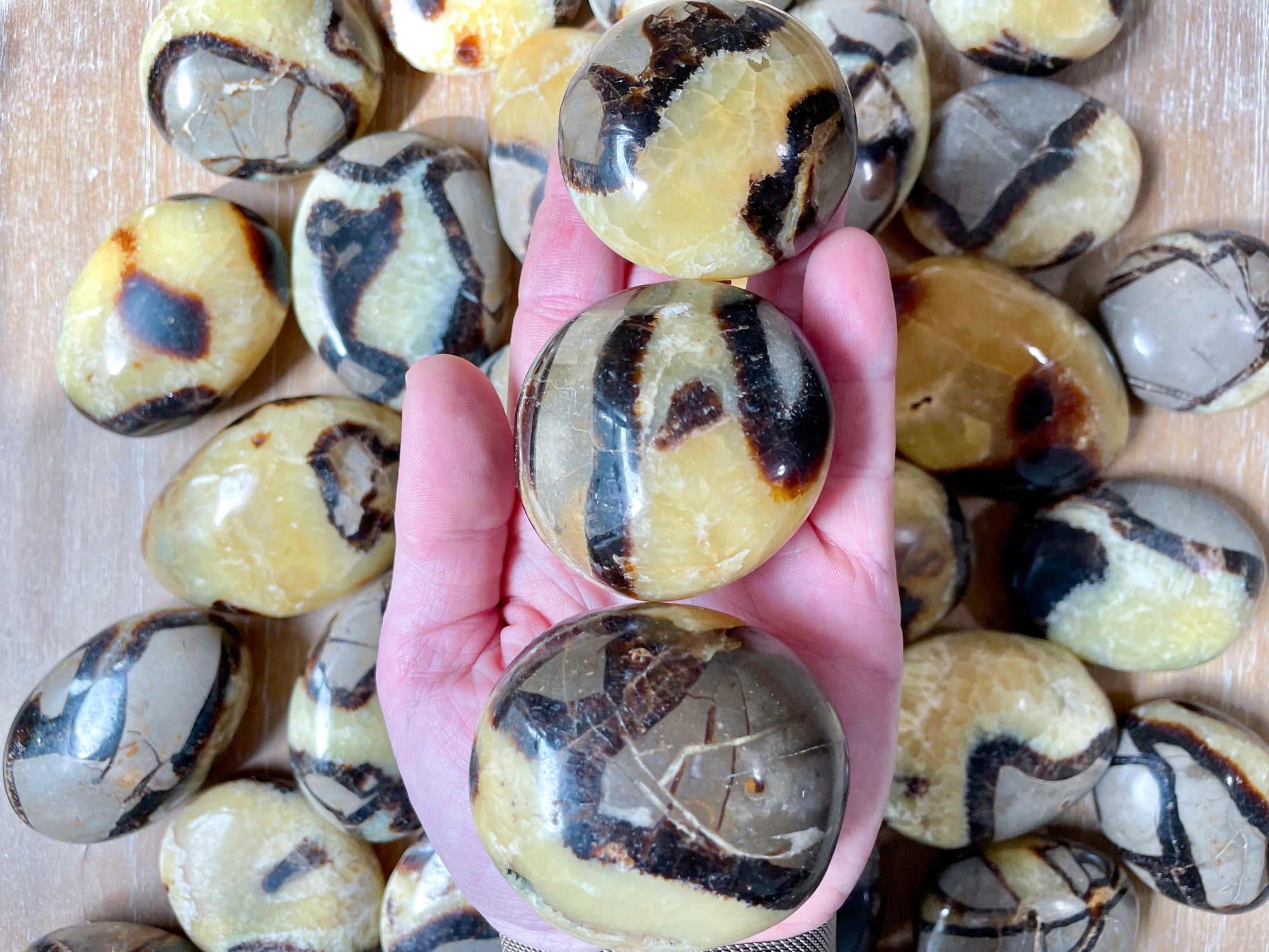 Septarian Palm Stone