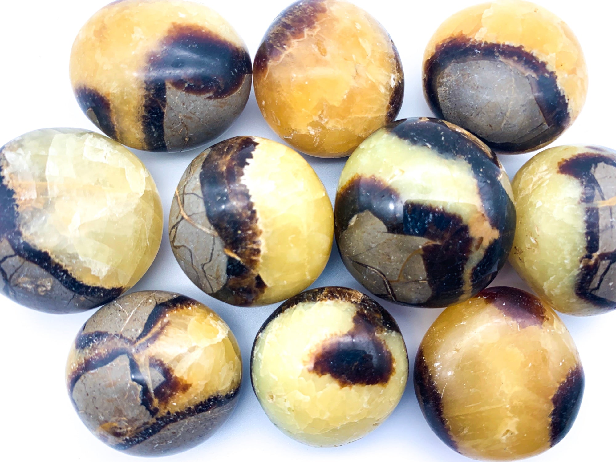 Septarian Palm Stone