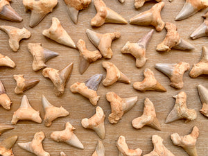 Fossilized Shark Tooth