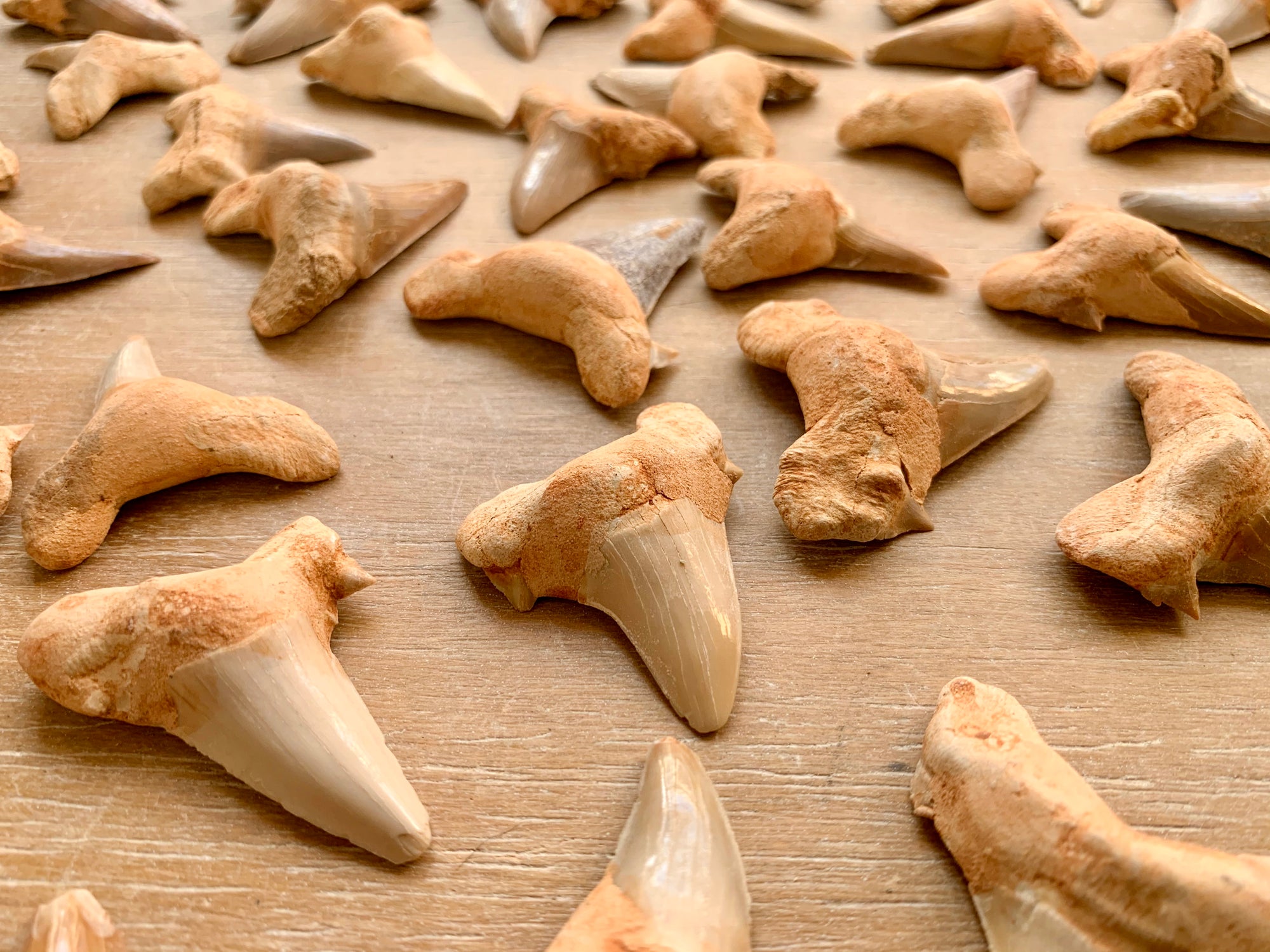 Fossilized Shark Tooth