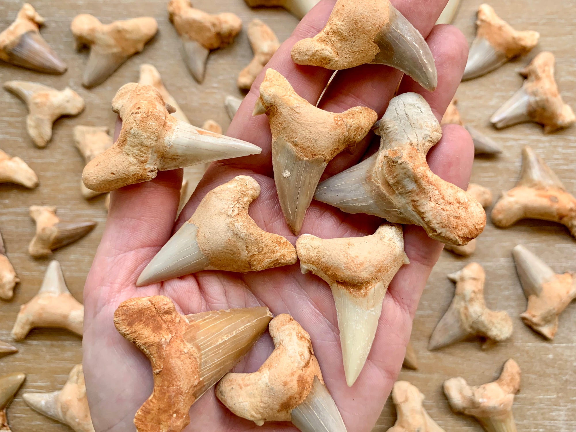 Fossilized Shark Tooth