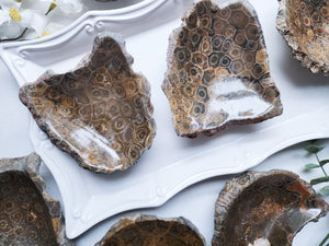 Fossilized Coral Dish