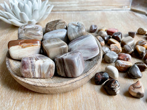 Petrified Wood Tumbled Stone